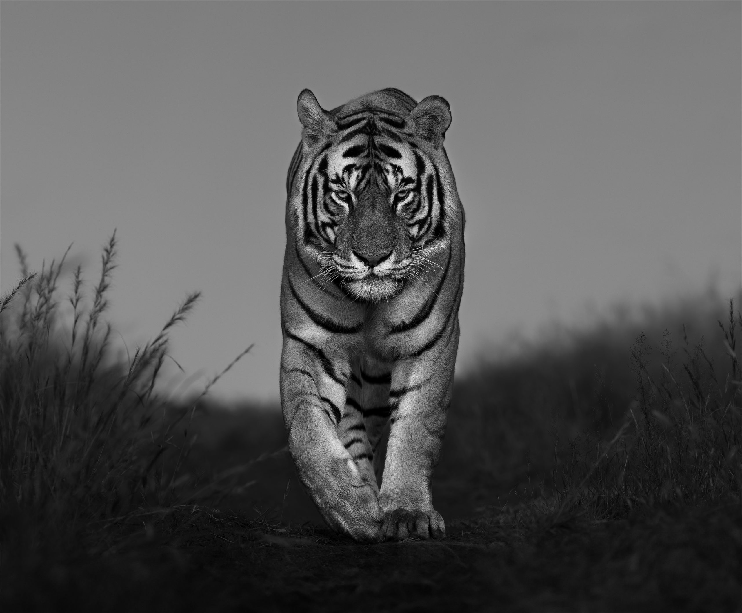 Eye Of The Tiger