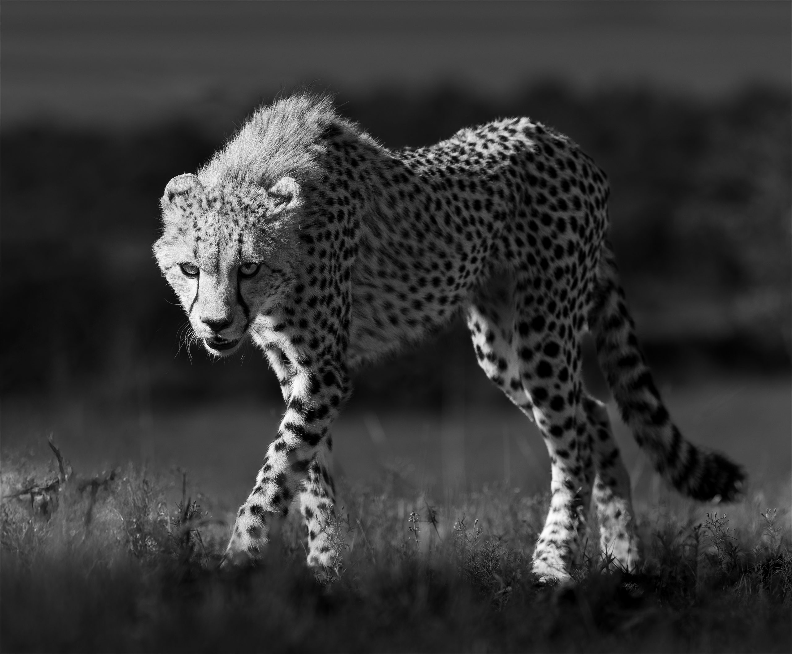 Hunter