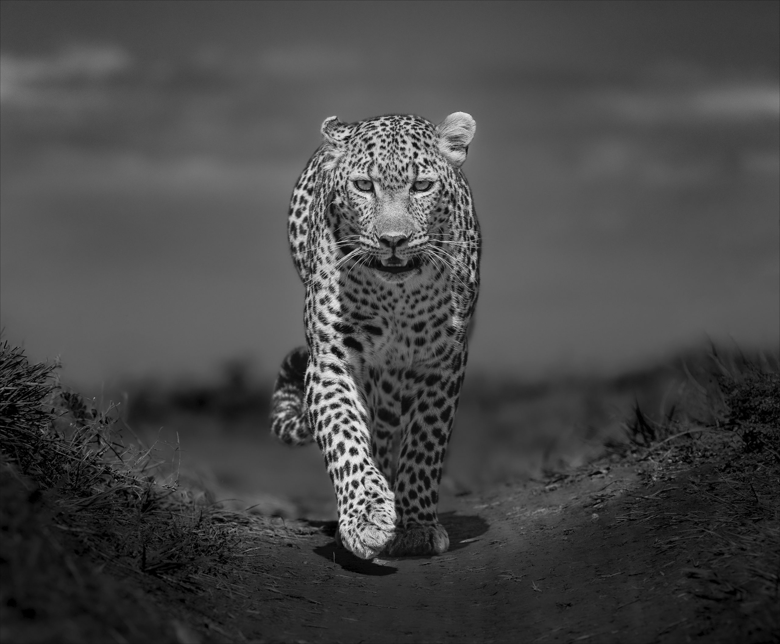 The Guardian